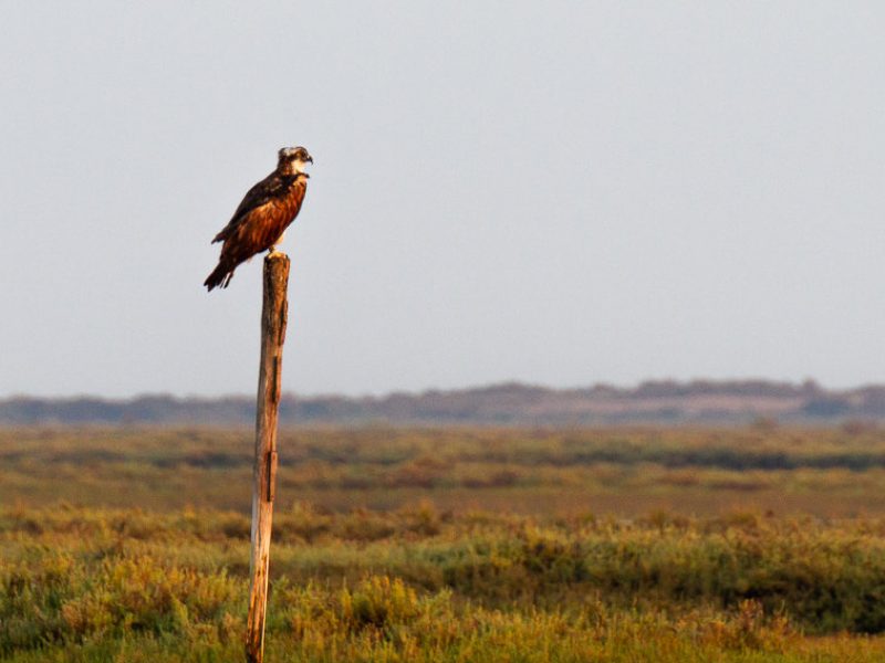 osprey in Ria Formosa spotted while cruising by boat during a birdwatching tour in the algarve