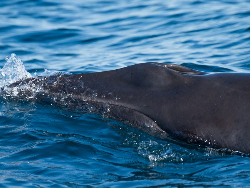minke whale during a dolphin and whale watching tour in the algarve