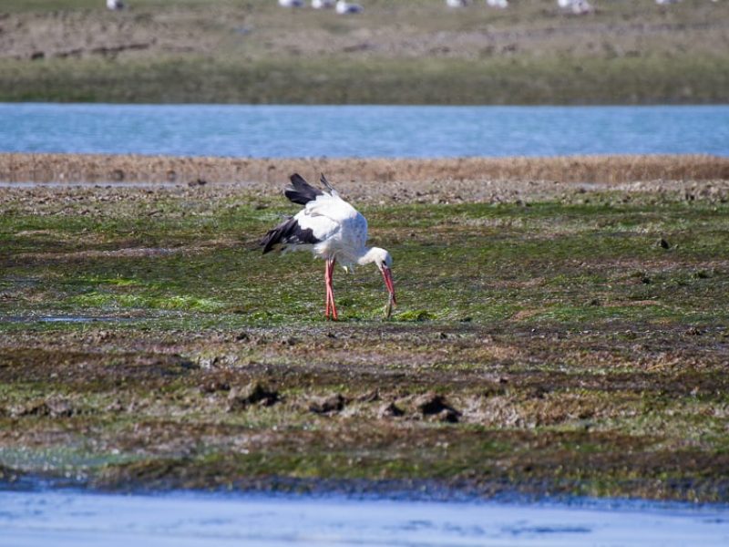 stork in faro spotted during a boat trip with ocean vibes