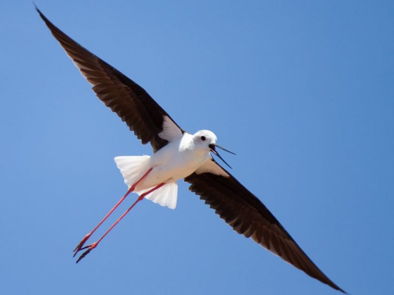 redshank flying over the boat during a birdwatching tour in faro