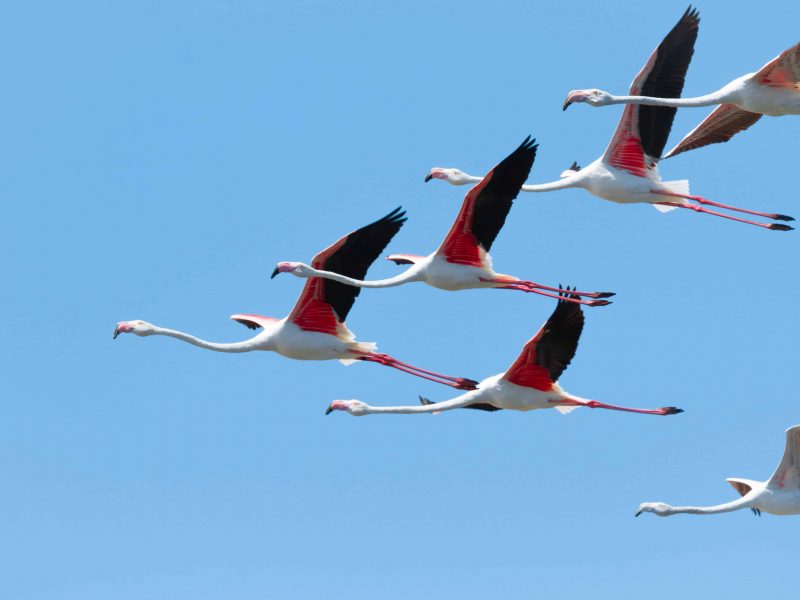 Flamingos during a Birdwatching boat tour in ria formosa