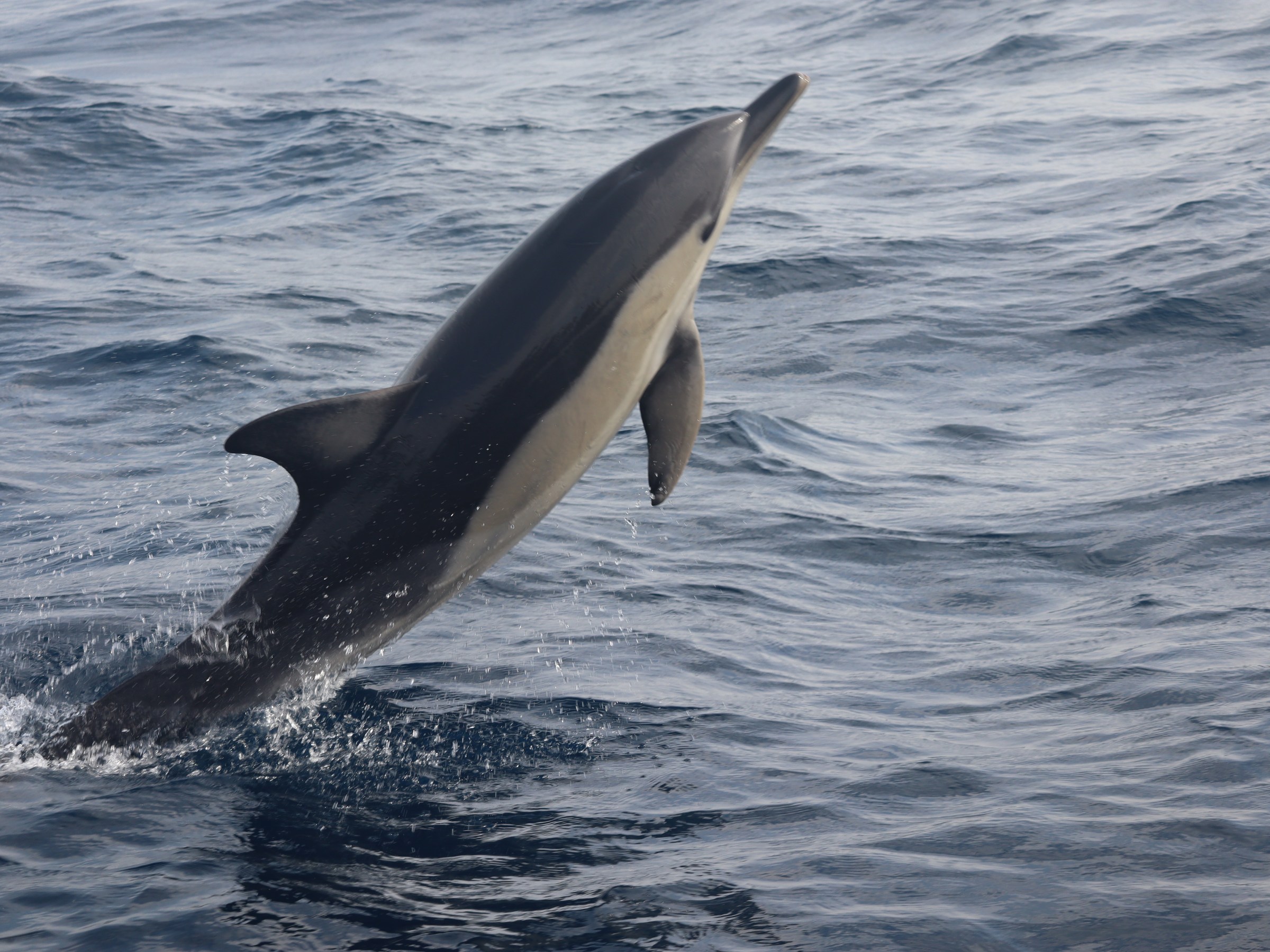 A dolphin leaping out of the water in the ocean, with splashes around.