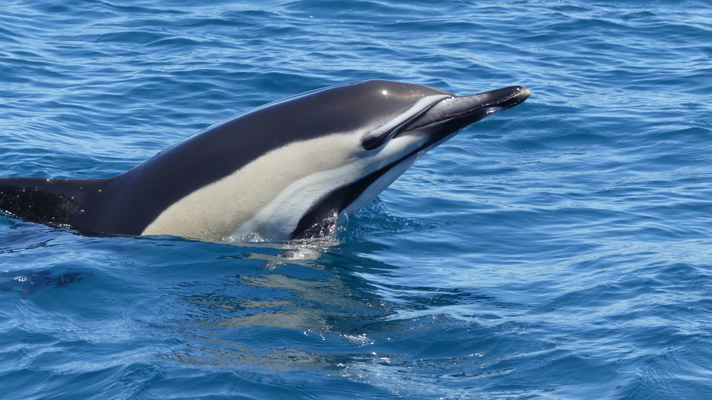 A dolphin partially emerges from blue ocean water on a sunny day.