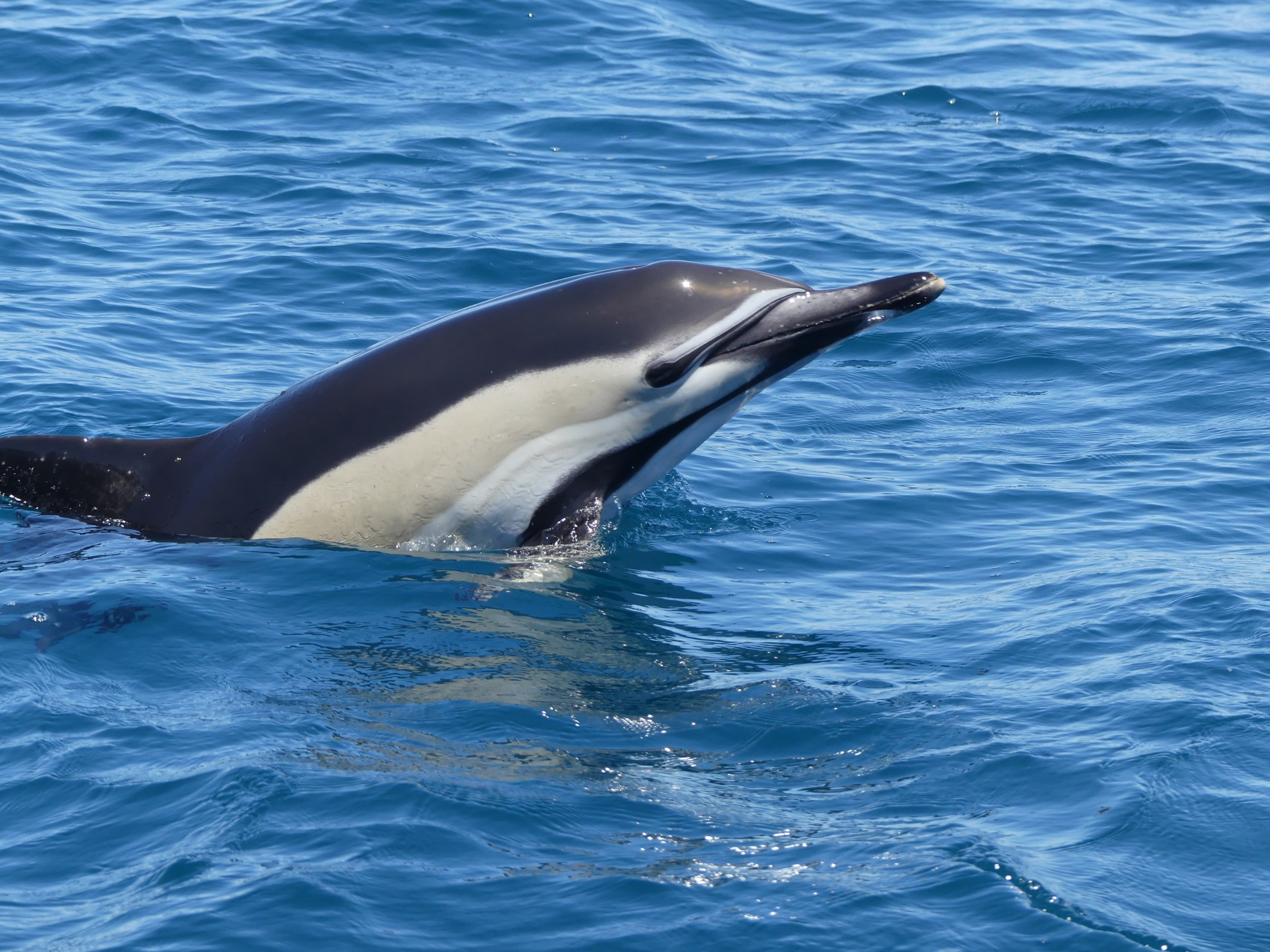 A dolphin partially emerges from blue ocean water on a sunny day.