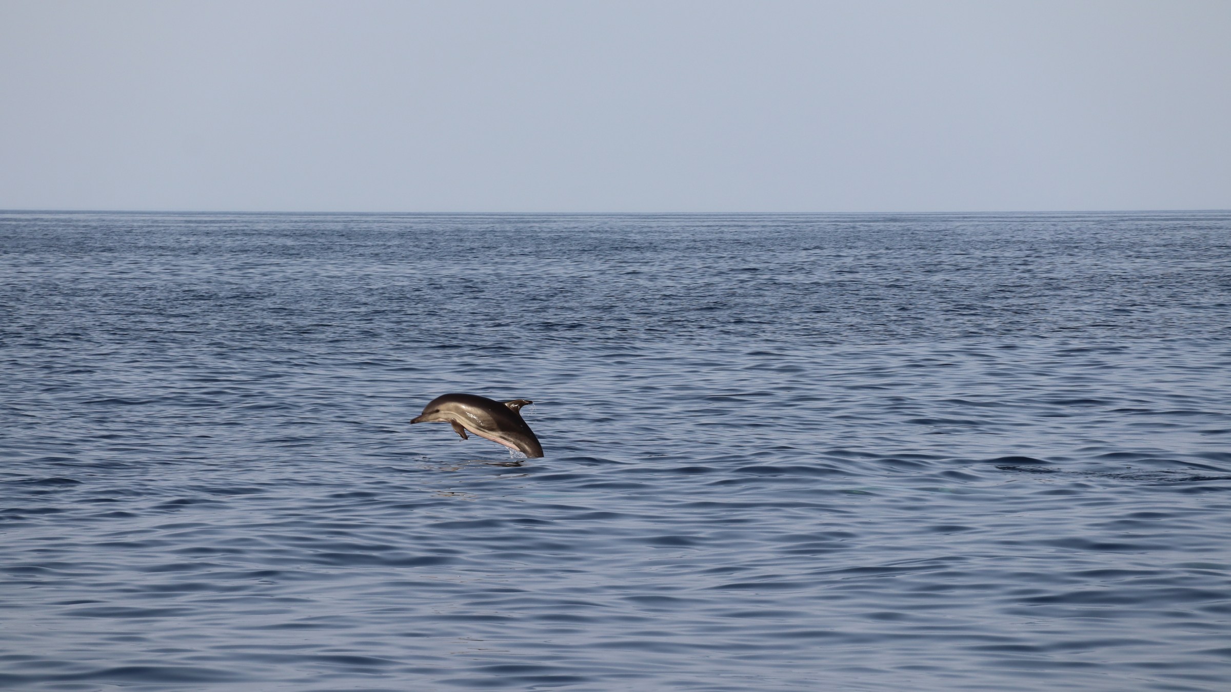 A dolphin leaping out of the ocean with a clear sky.