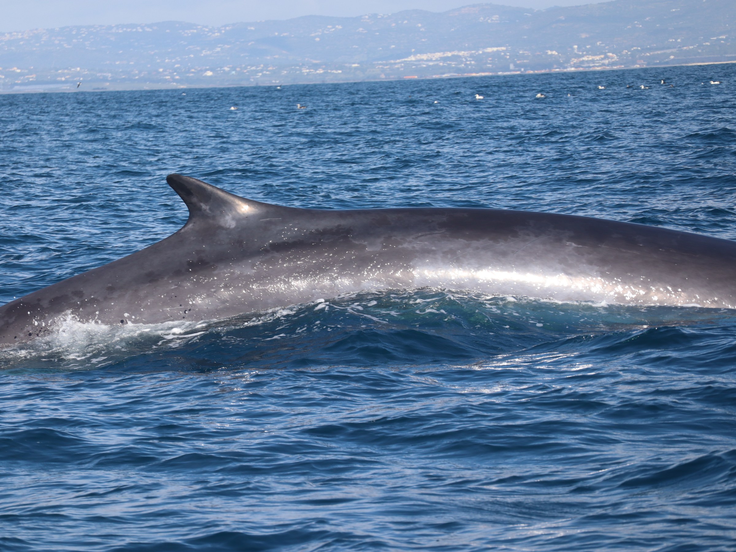 A large whale surfacing in the ocean with distant mountains in the background.
