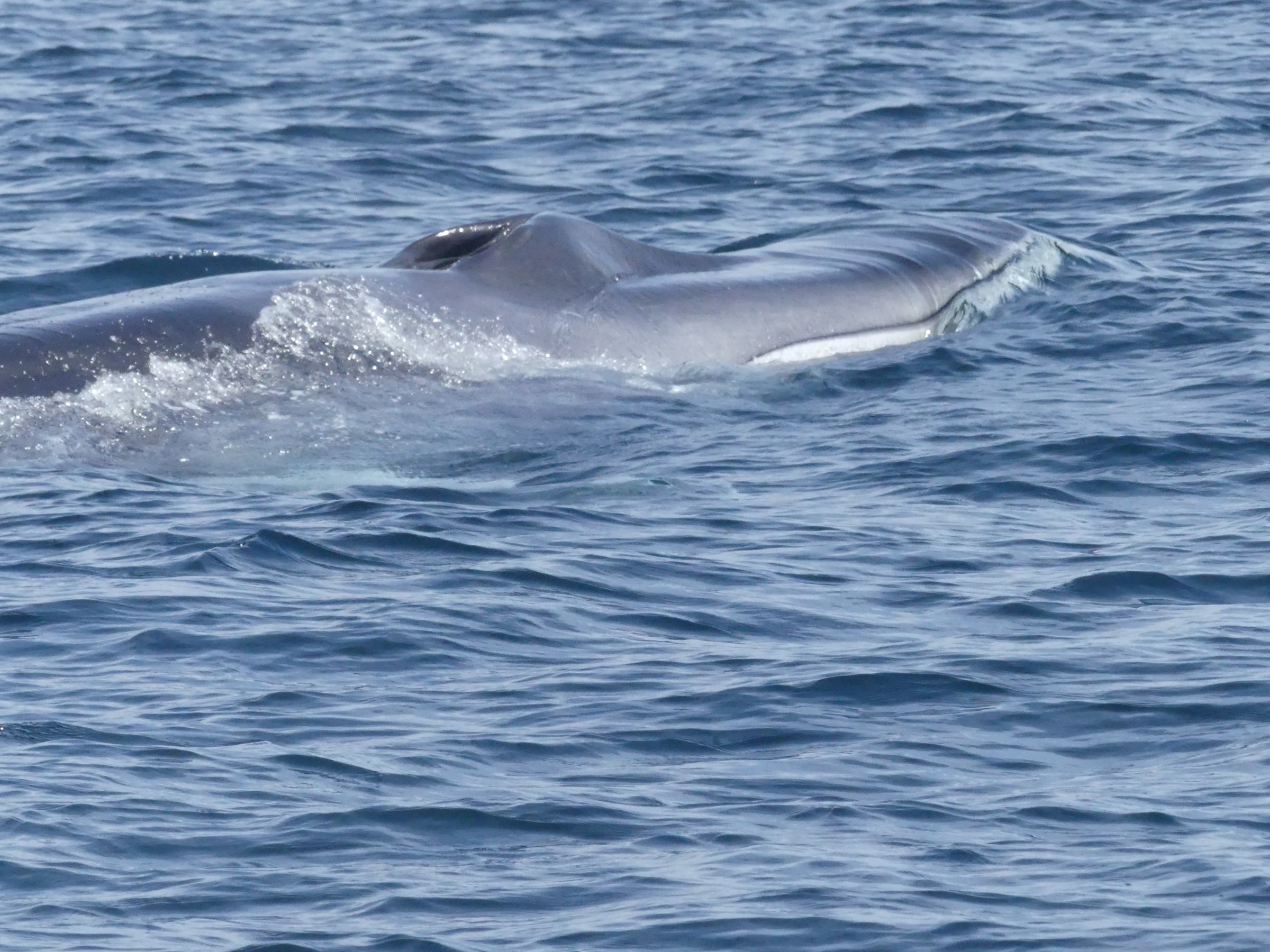 A whale surfacing in the ocean, showing its back and fin above the water.