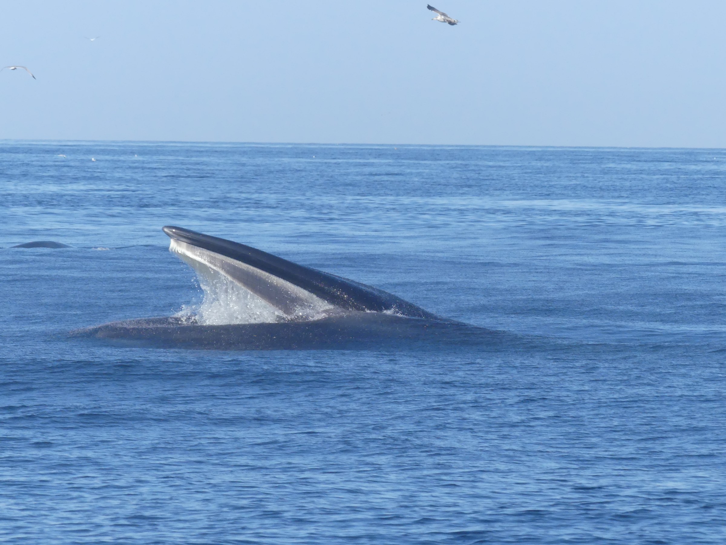 A whale partially emerges from the ocean with its mouth open, beneath a clear sky.