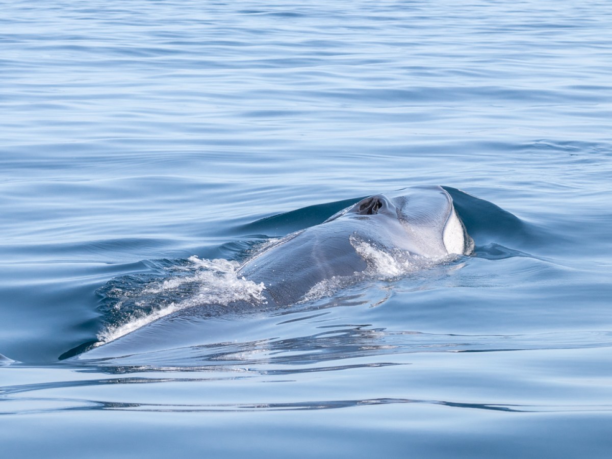 A whale surfacing in calm blue ocean water with ripples.
