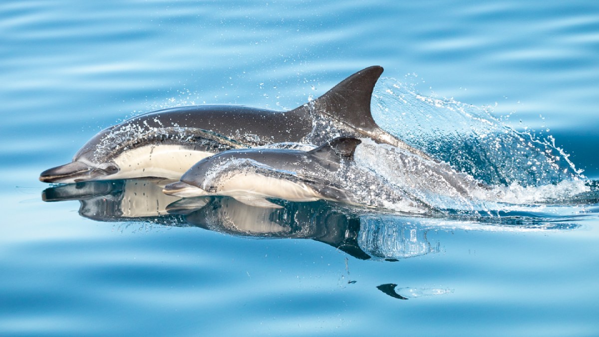 Two dolphins swimming in clear blue water with visible reflections.