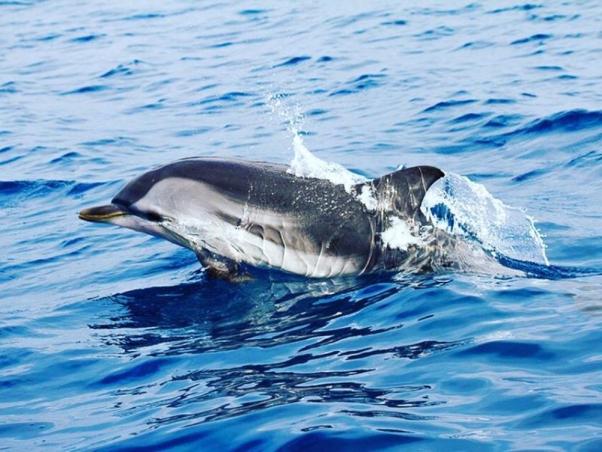 Dolphin jumping out of the blue ocean water, creating splashes.
