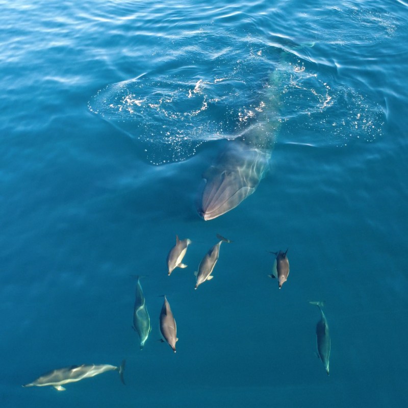 A whale swimming beneath the water surface with dolphins near it.