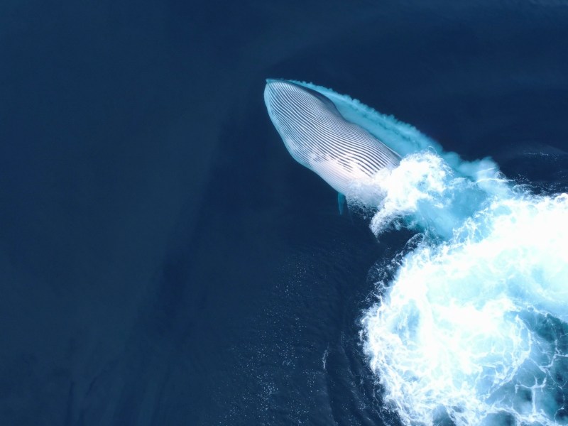 Aerial view of a large whale swimming in the ocean, creating a trail of white water.