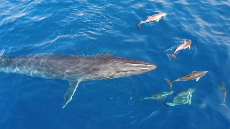 A large whale swimming with several dolphins in clear blue water.
