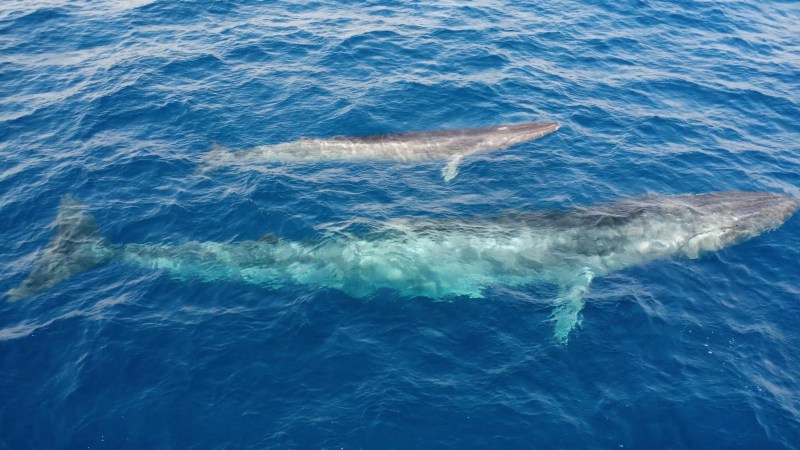 Two whales swimming in clear blue ocean water, visible from above.