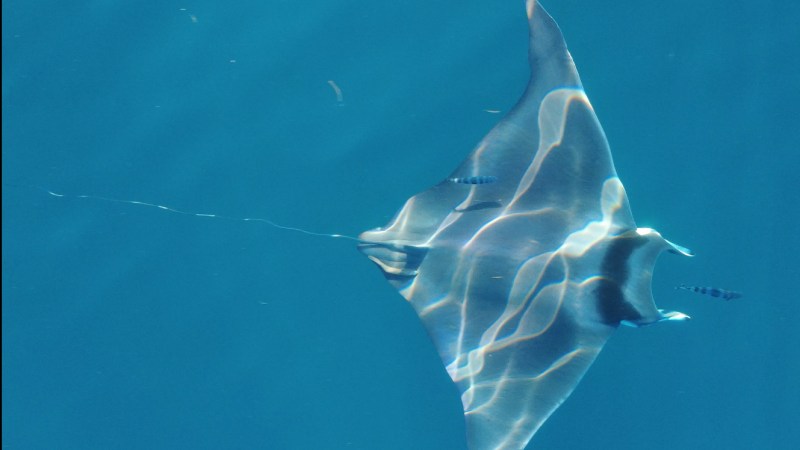 Underwater view of a manta ray swimming in clear blue water with light reflections.
