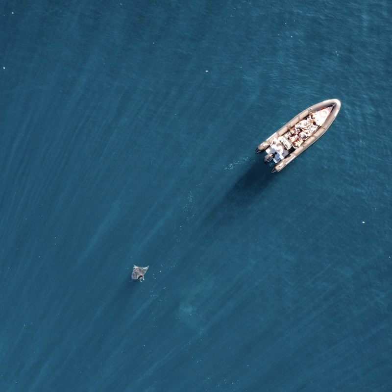Aerial view of a boat and manta ray swimming in the ocean.