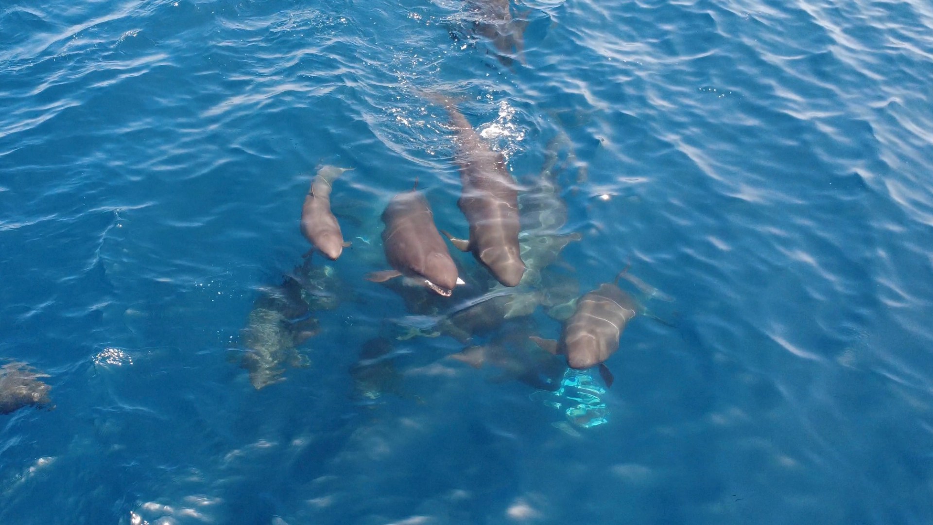 Several dolphins swimming in clear blue water.
