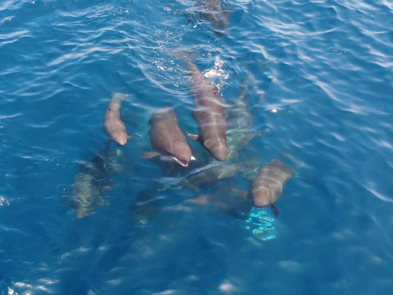 Several dolphins swimming in clear blue water.