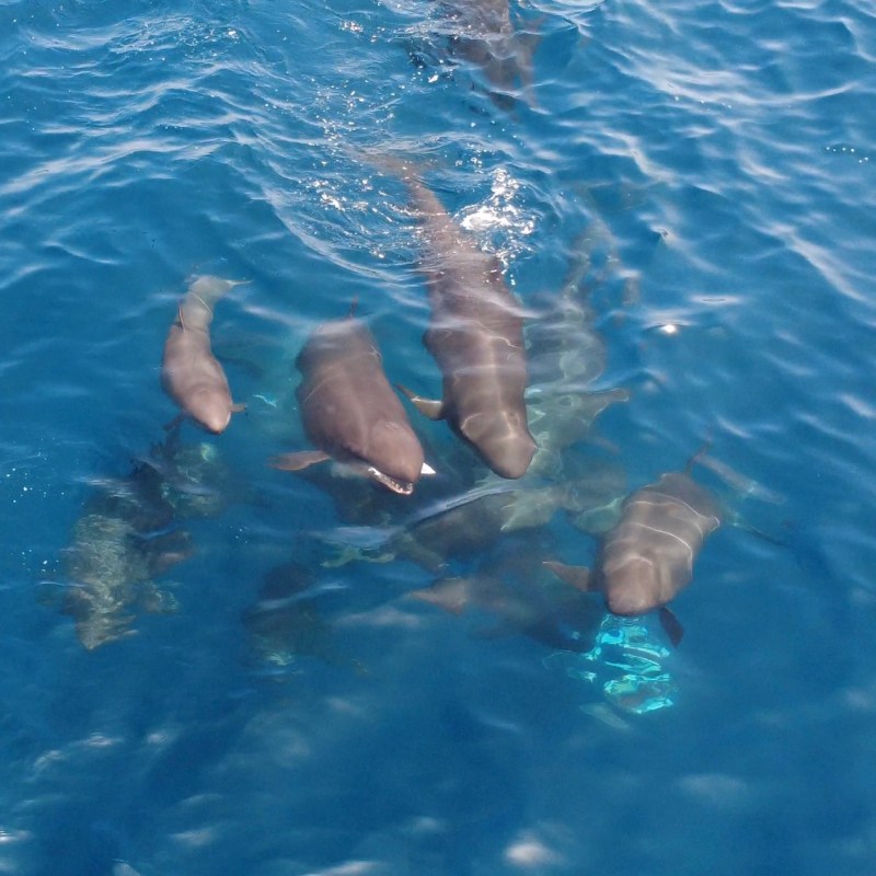 Several dolphins swimming in clear blue water.