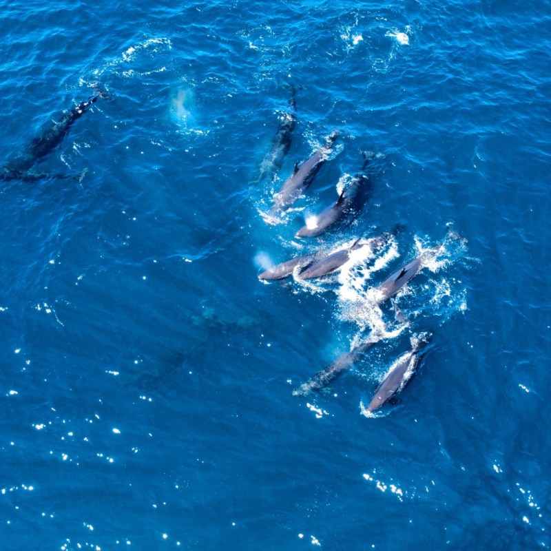 Aerial view of dolphins swimming together in bright blue ocean water.