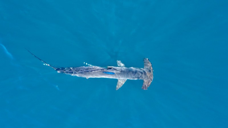 Overhead view of a hammerhead shark swimming in clear blue water.