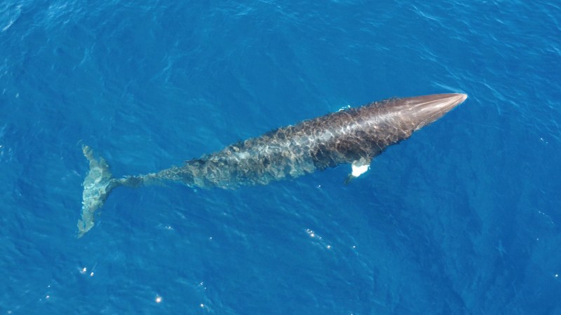 Aerial view of a whale swimming in clear blue ocean water.
