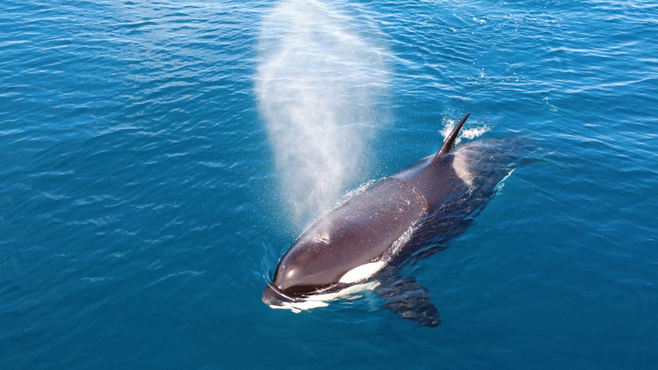 Orca surfacing and blowing misty spray in clear blue water.