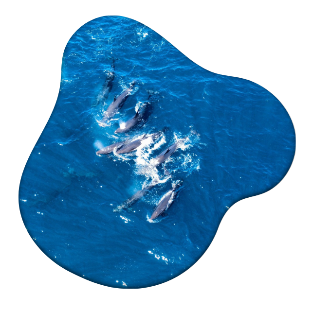 Aerial view of dolphins swimming in clear blue ocean water.