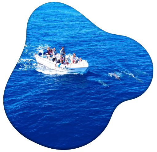 Small boat with people observing dolphins in clear blue ocean waters.