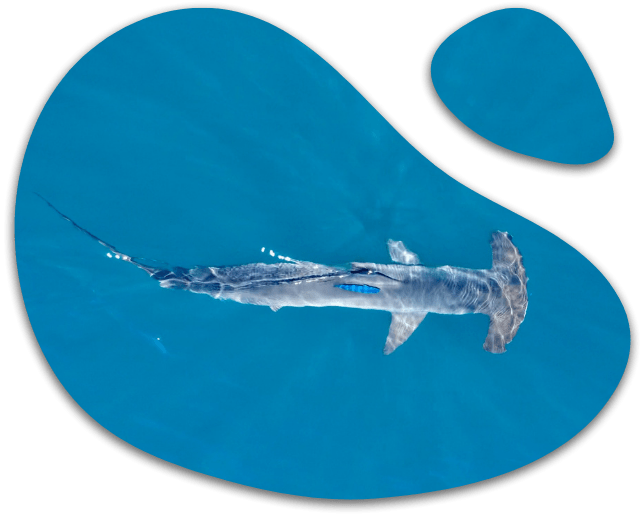 Aerial view of a hammerhead shark swimming in clear blue water.