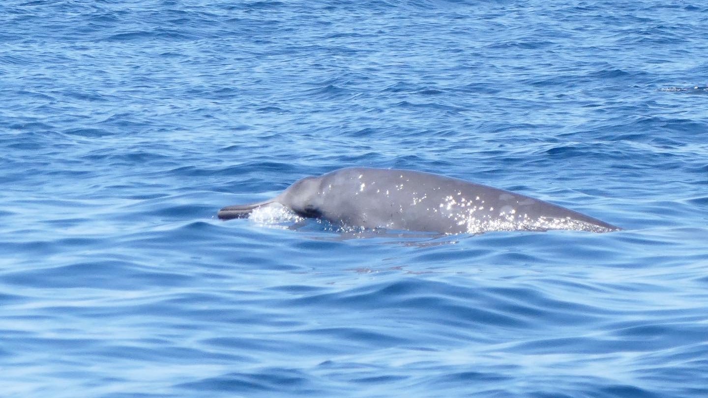 Whale surfacing in the ocean, with water glistening on its back.