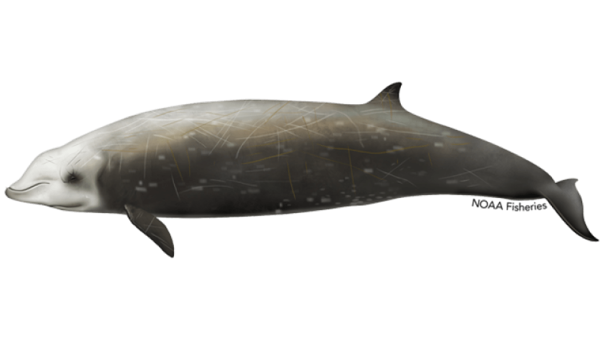Illustration of a gray, streamlined whale with small dorsal fin and white scars on its body.
