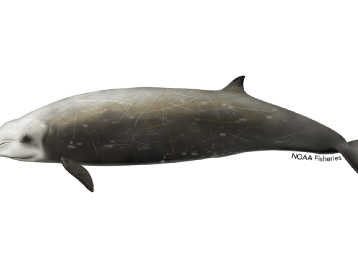 Illustration of a gray, streamlined whale with small dorsal fin and white scars on its body.