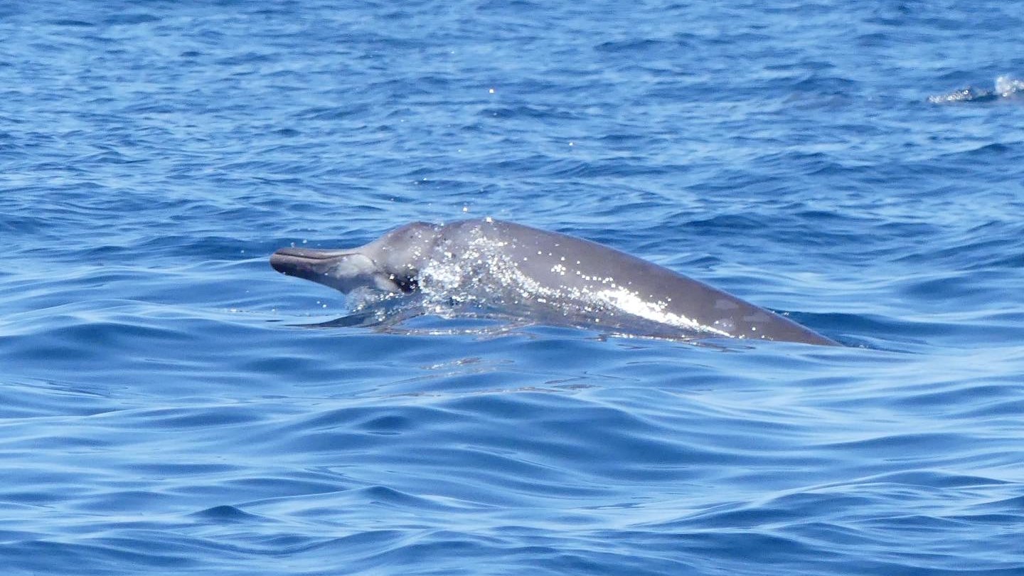 Dolphin surfacing in a calm blue ocean, with water glistening on its back.