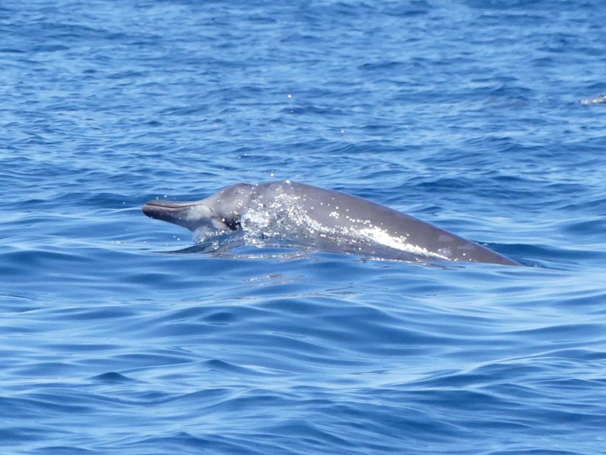 Dolphin surfacing in a calm blue ocean, with water glistening on its back.