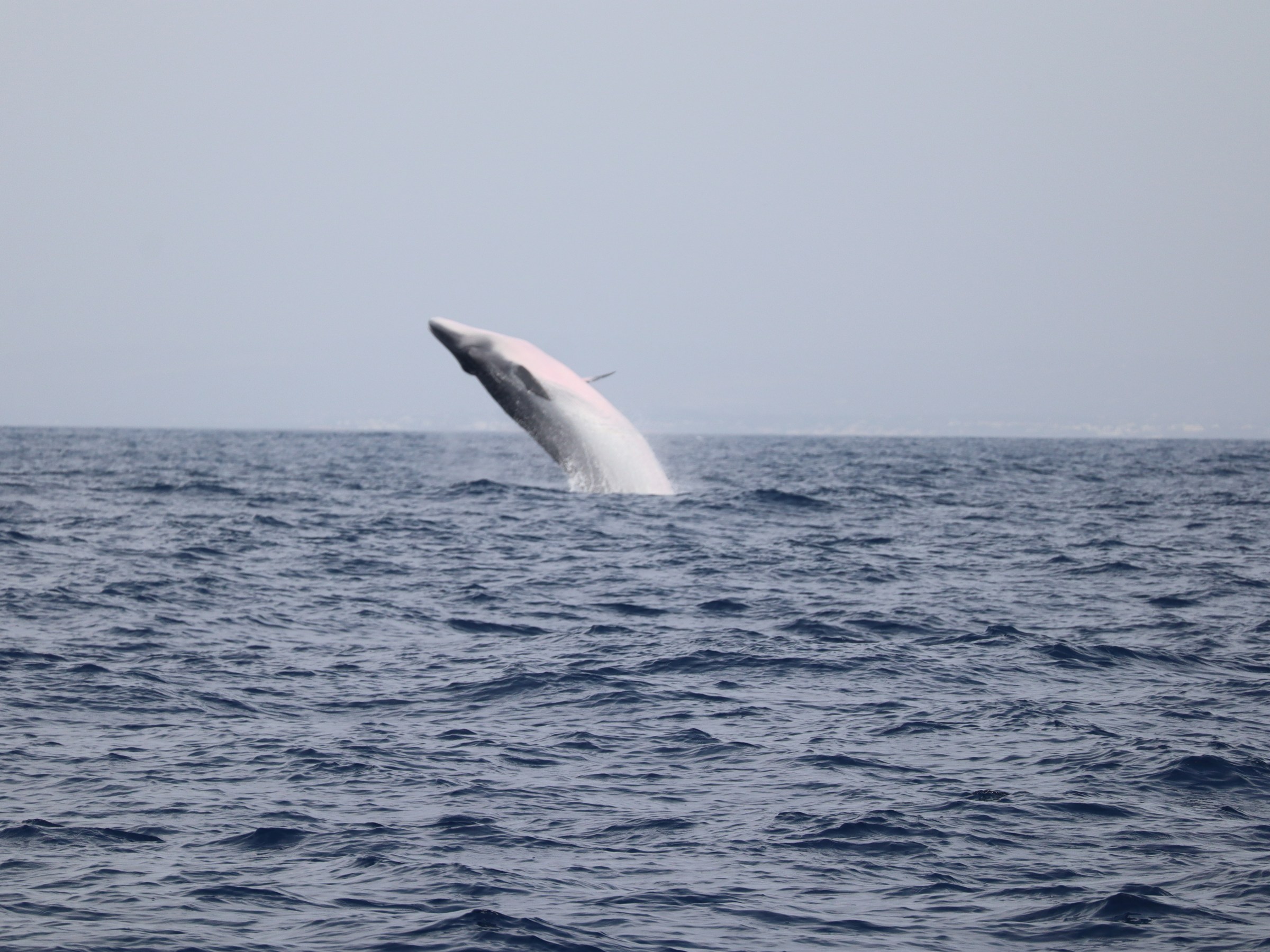A whale breaching the ocean surface against a clear sky.