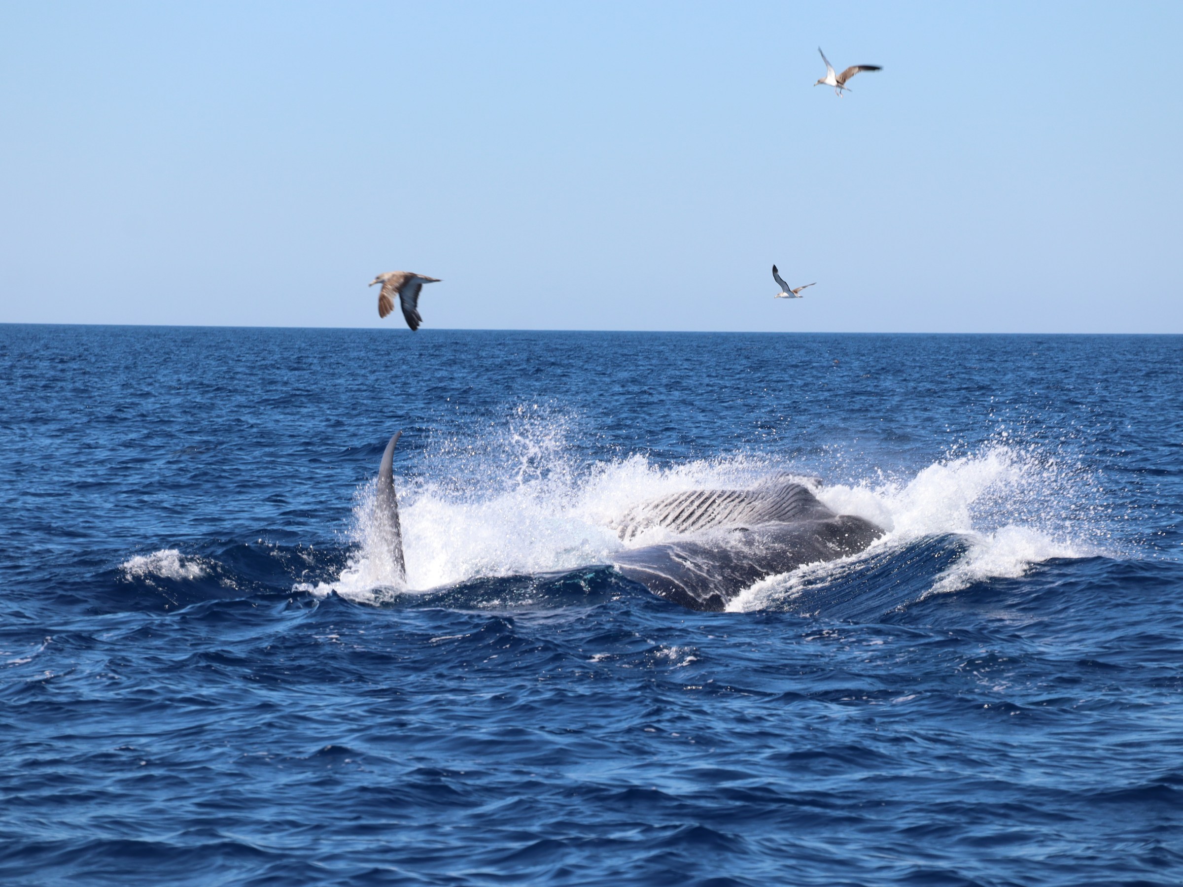 Whale surfacing in ocean with splashing water, surrounded by flying seabirds.