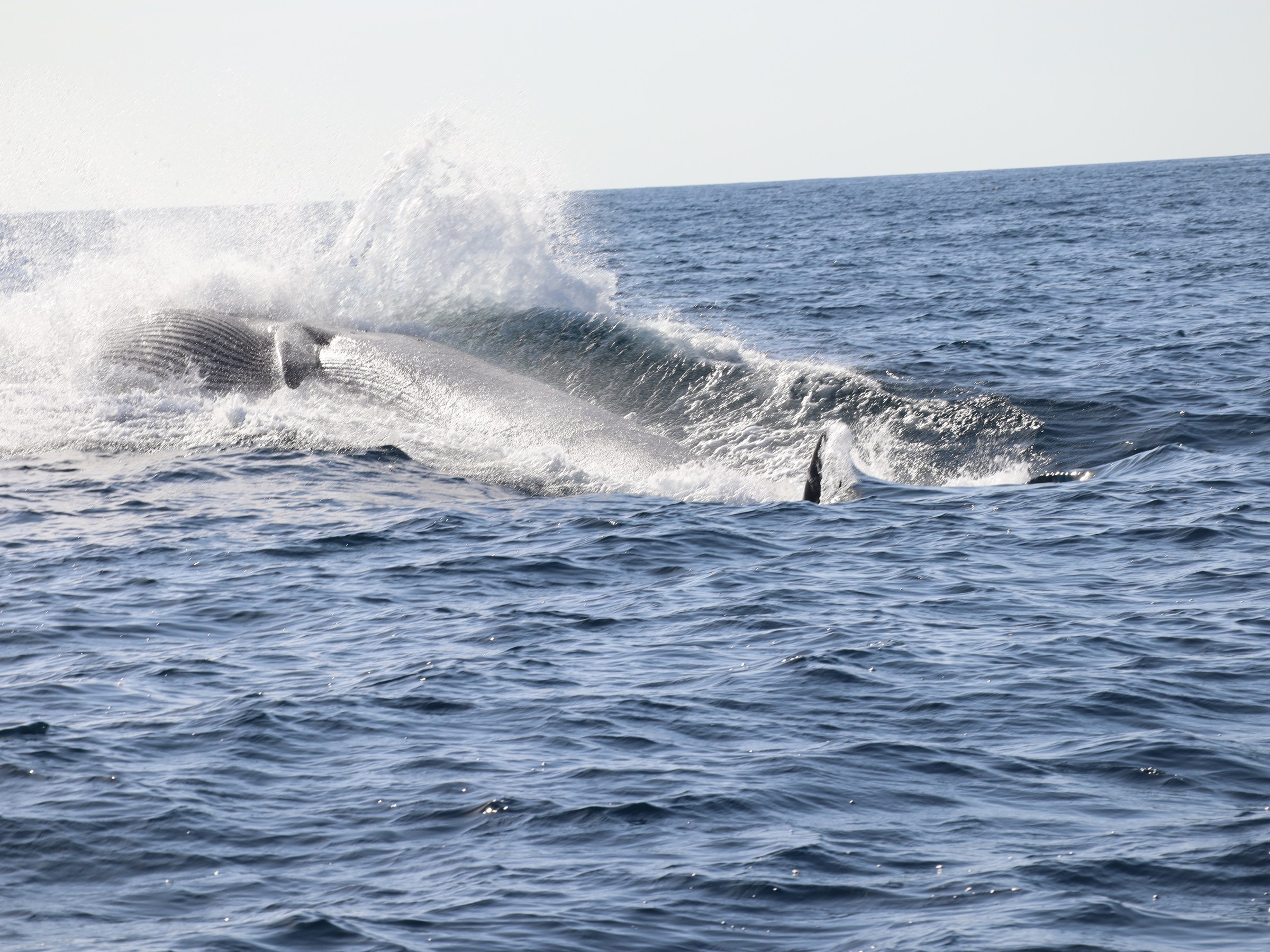 Whale breaching partially out of water with splash on the ocean surface.