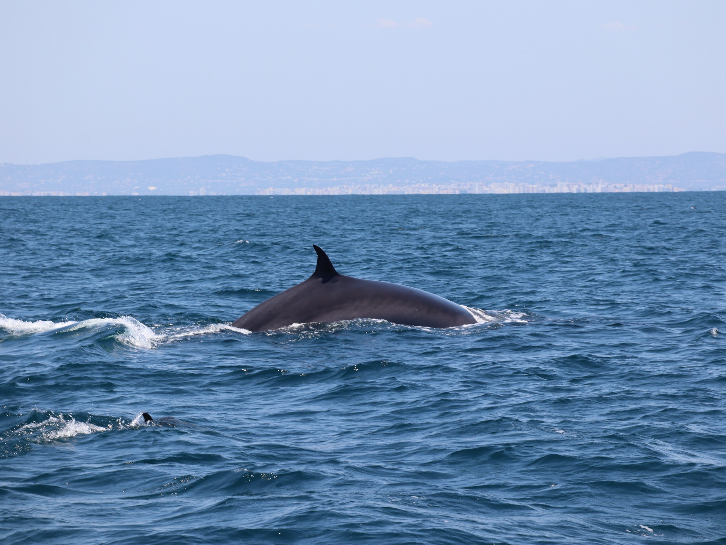 A whale surfacing in the ocean with a city skyline in the distance.