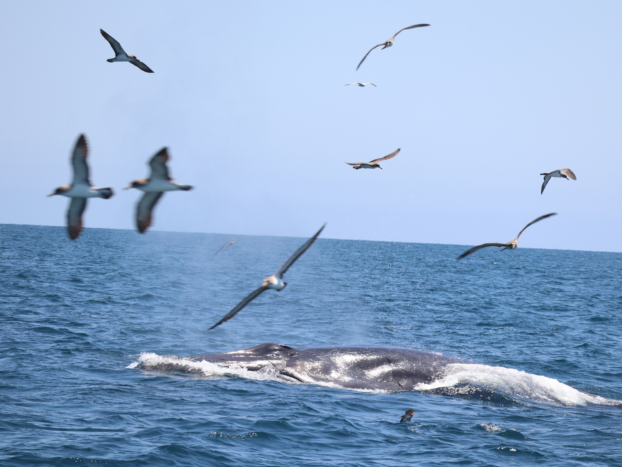 Whale surfacing in the ocean with several birds flying above on a clear day.
