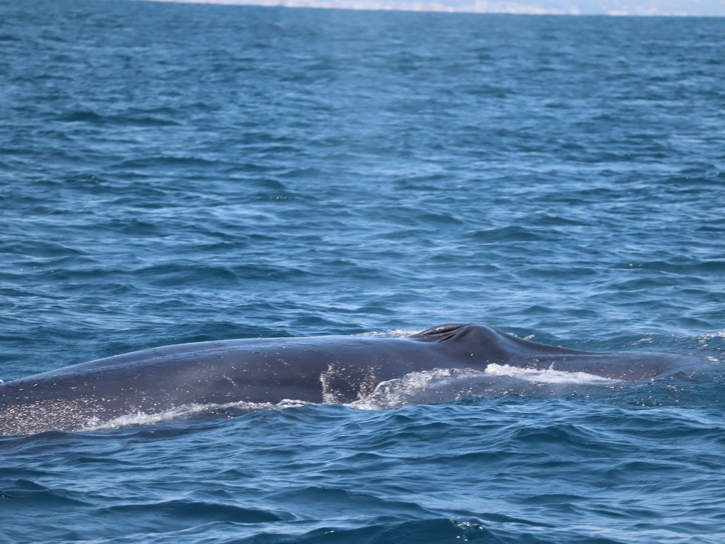 Whale surfacing in blue ocean near coastline on a clear day.