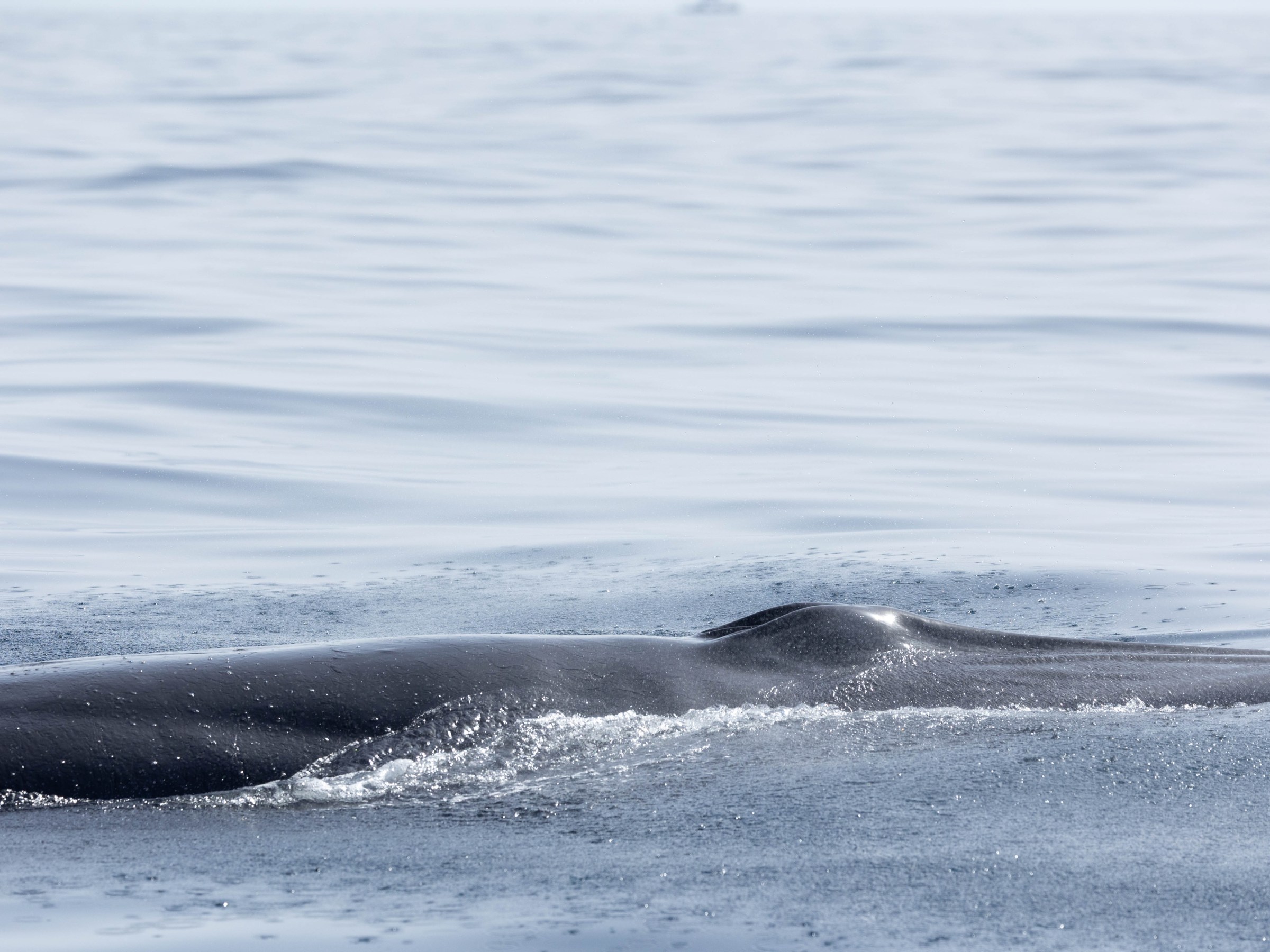 Whale surfacing in calm ocean, with ripples on the water.