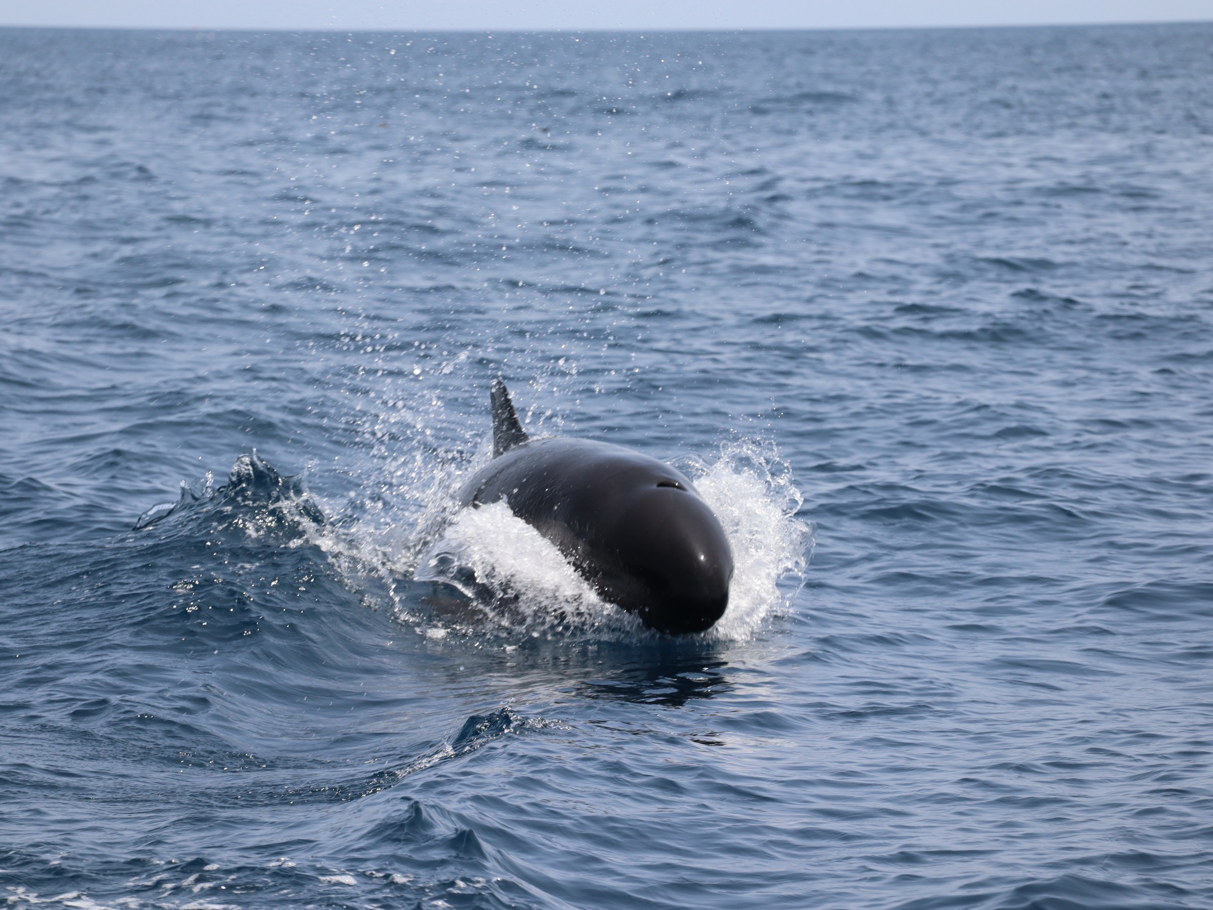 A dolphin surfacing in the ocean, splashing water around it.