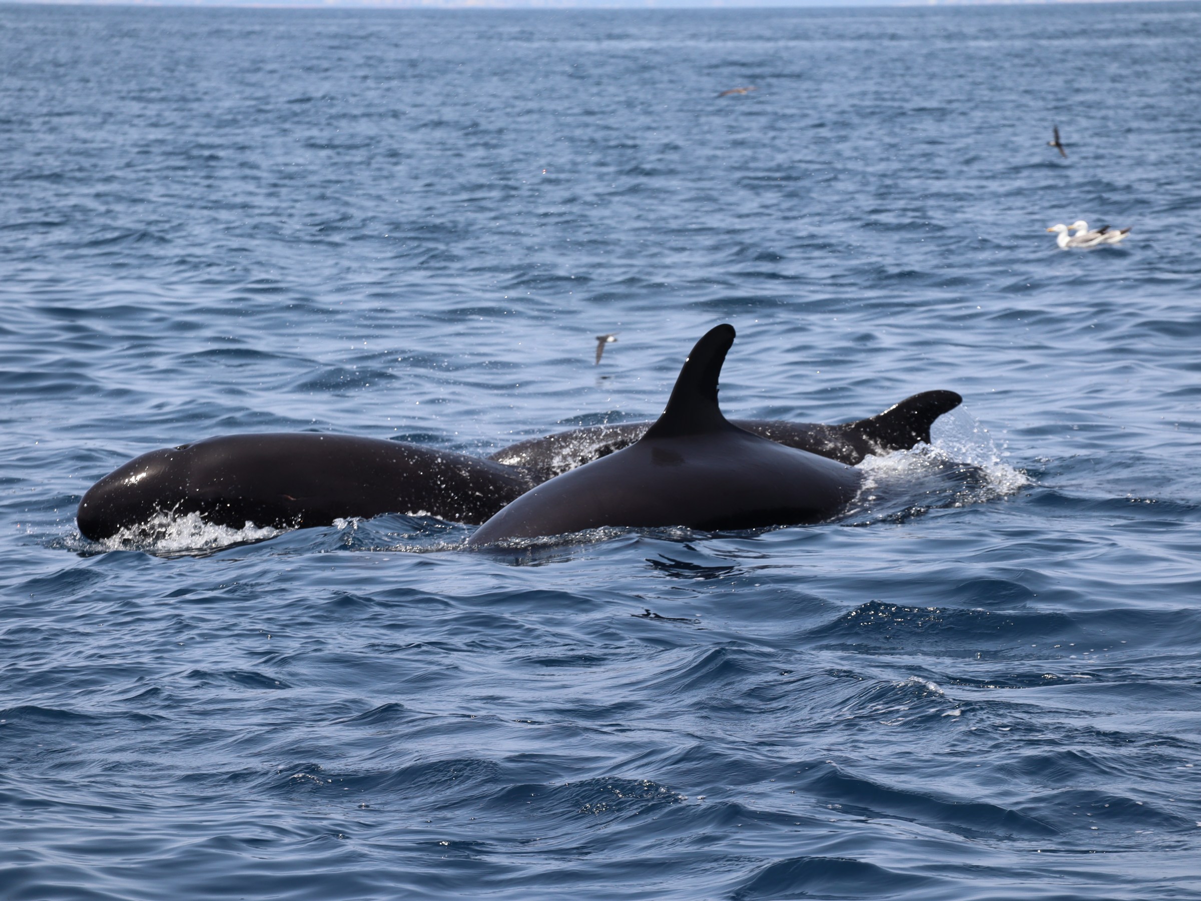 Two orcas swimming in the ocean, visible dorsal fins, with seagulls nearby.