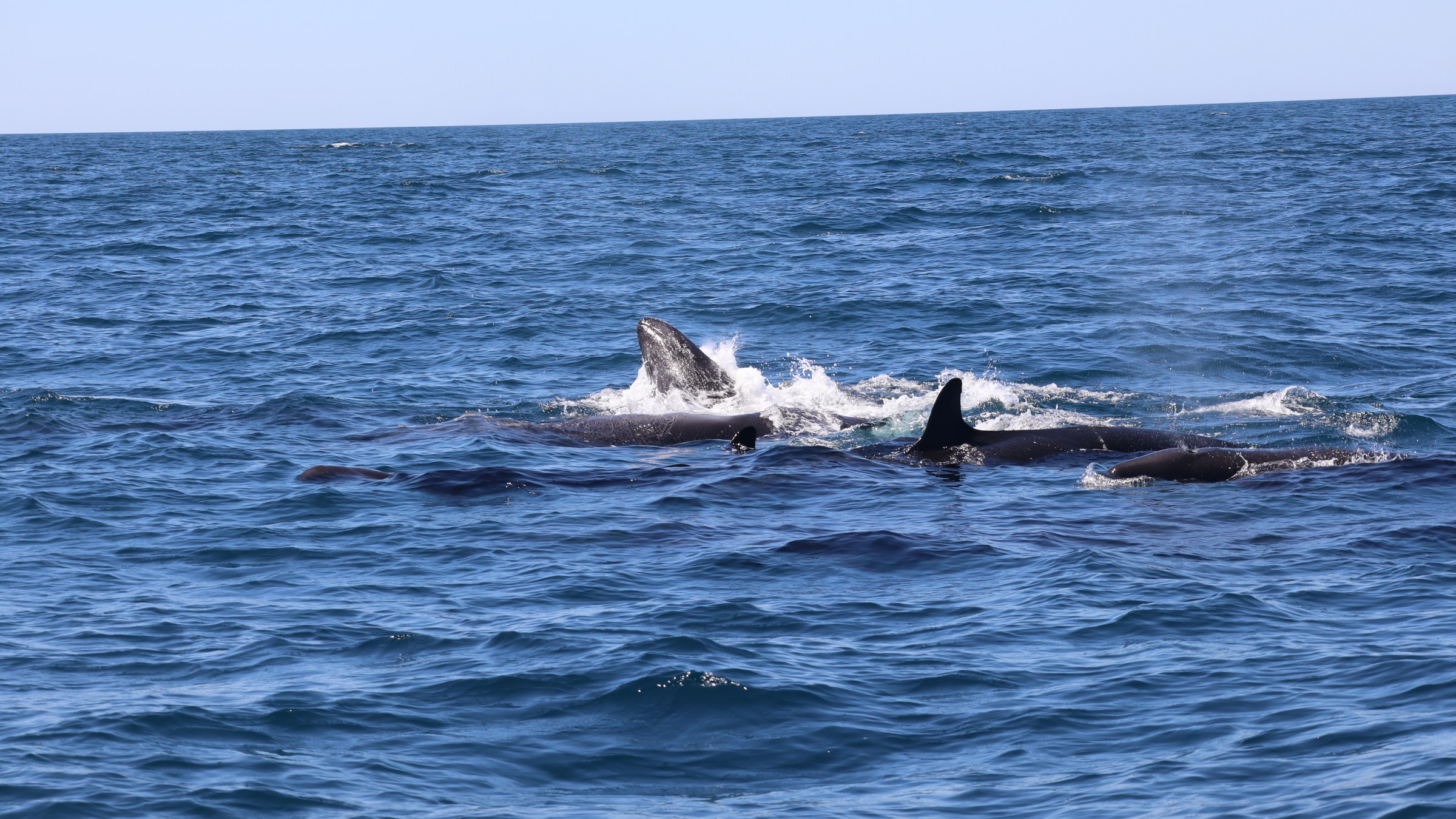 A pod of dolphins swimming in the ocean under a clear blue sky.