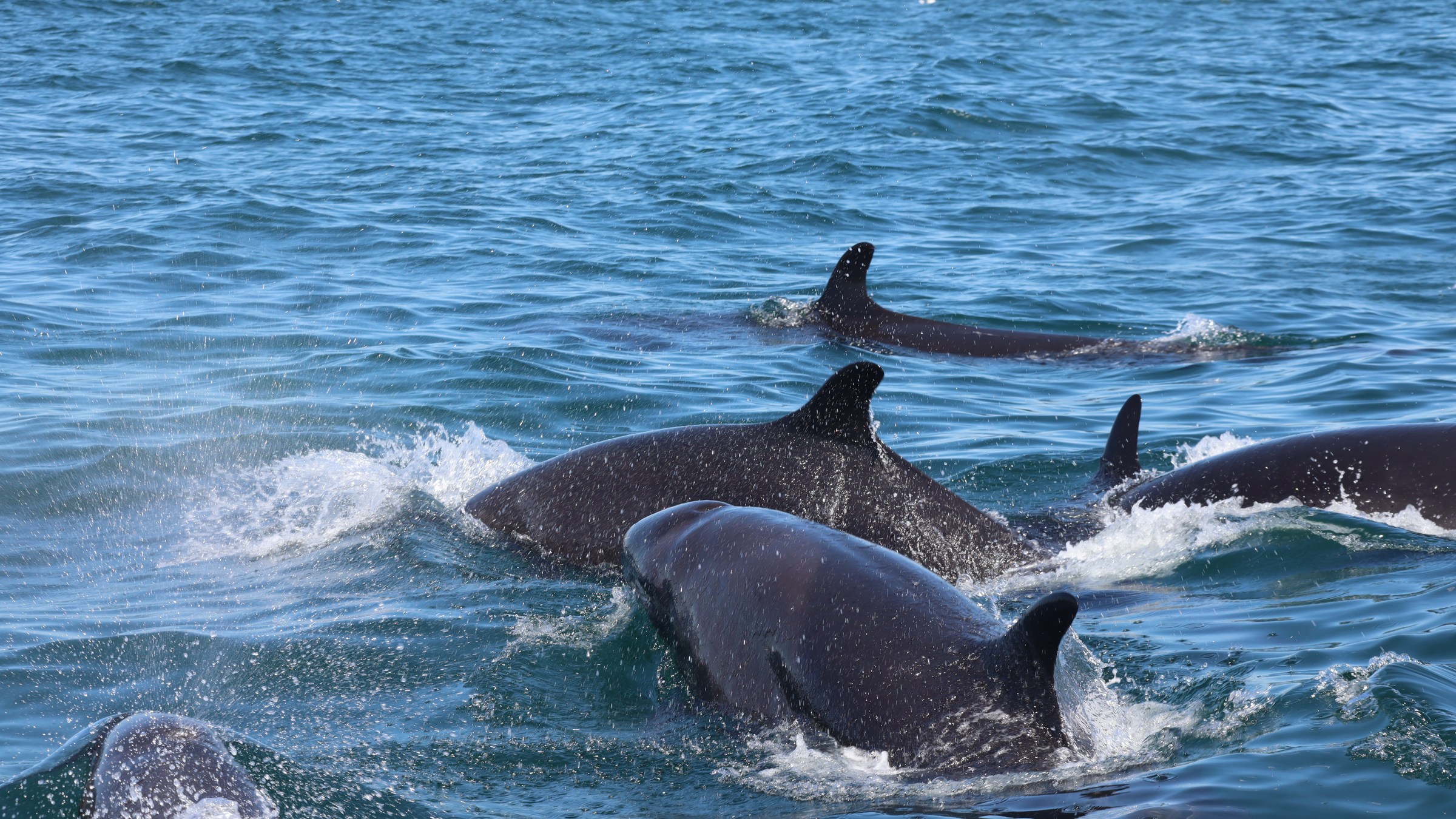 A pod of dolphins swimming in the ocean with dorsal fins visible above water.
