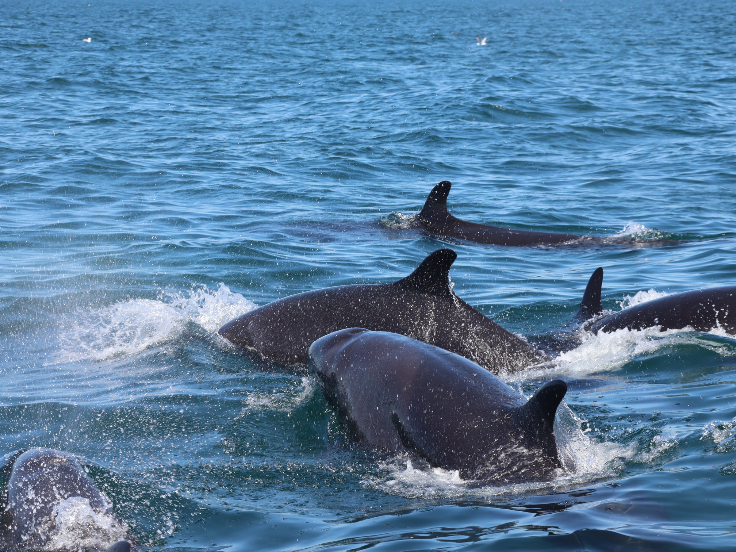 A pod of dolphins swimming in the ocean with dorsal fins visible above water.
