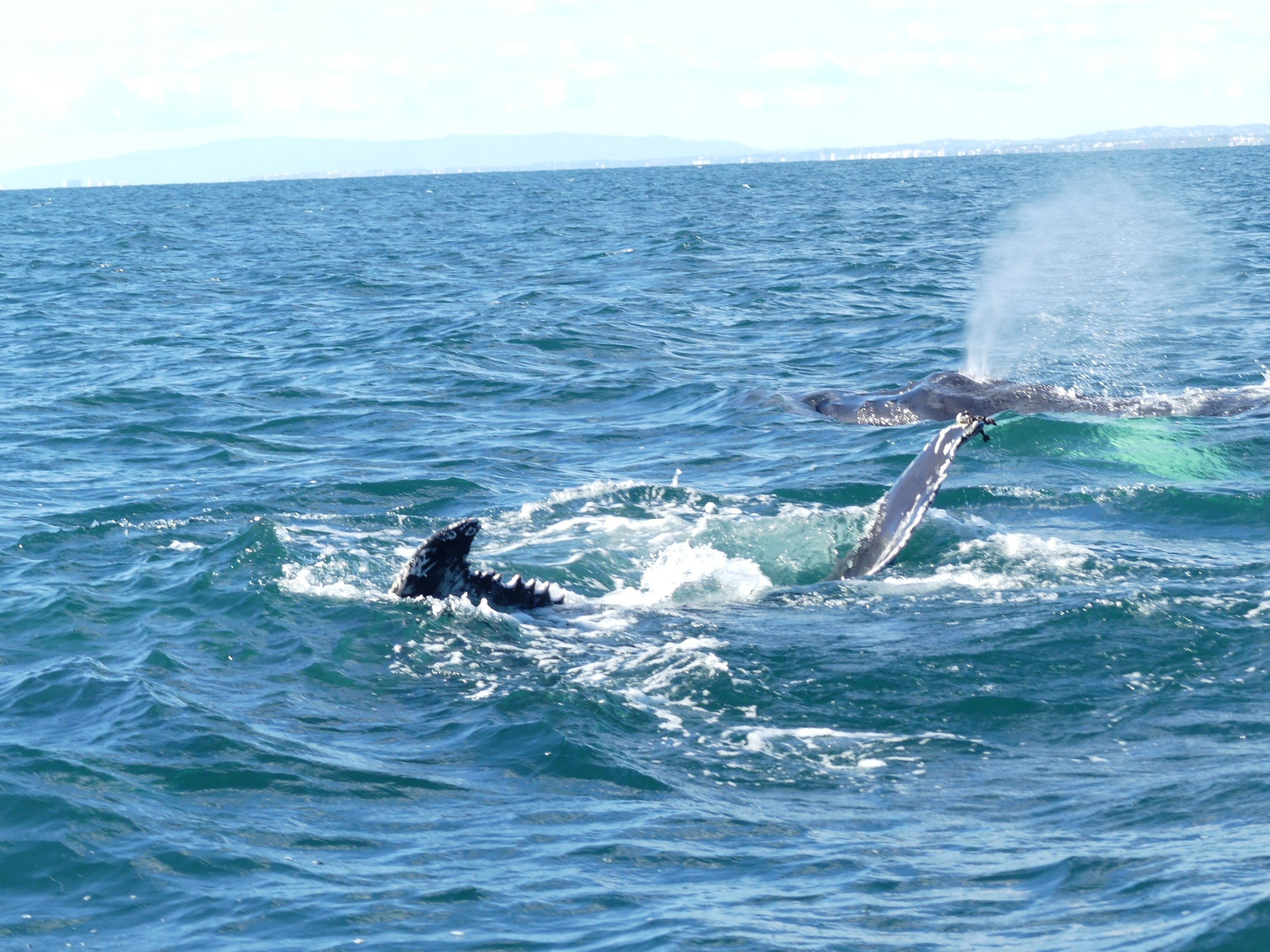 Two whales surfacing in the ocean with one blowing spout of water.