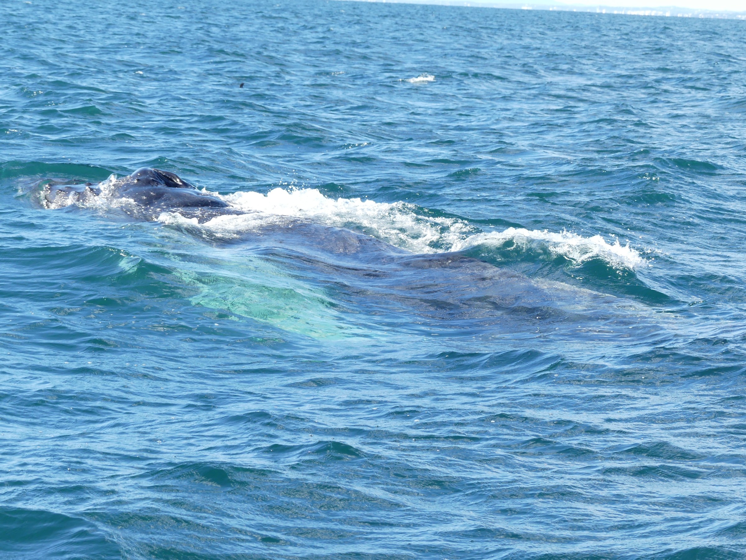 Whale surfacing in blue ocean with water splashing around its back.